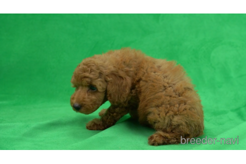 成約済の東京都のトイプードル-154178の4枚目